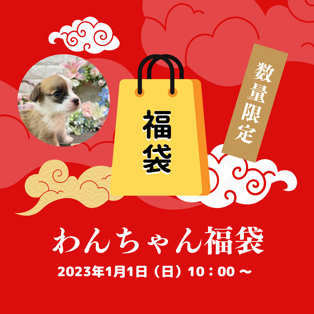 【お知らせ】2023 Peach Lily Dogオリジナル福袋を販売します！