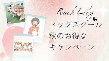 ドッグスクール 秋のお得な キャンペーン1