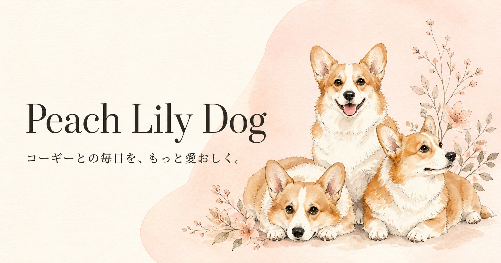 茨城県つくば市のコーギー専門ブリーダー｜Peach Lily Dog